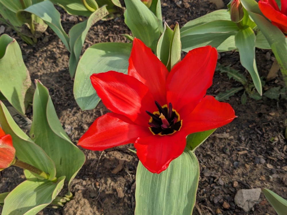 Close-up photo of red tulip from above