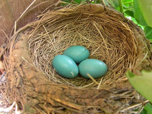 Image of robins eggs in nest