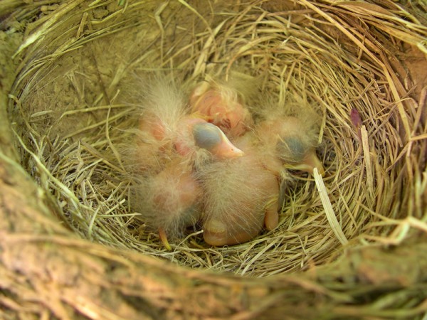 Baby robin in the nest with other hatchlings