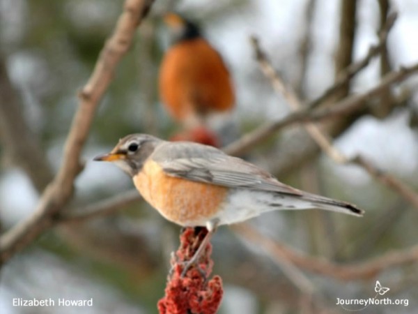 Image of a male and female robin during spring migration.