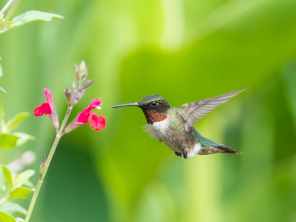 Image of hummingbird nectaring on cardinal flower