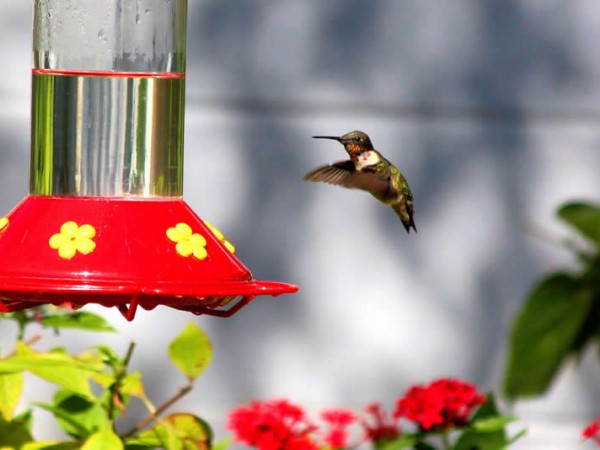 Photo of clear nectar in feeder