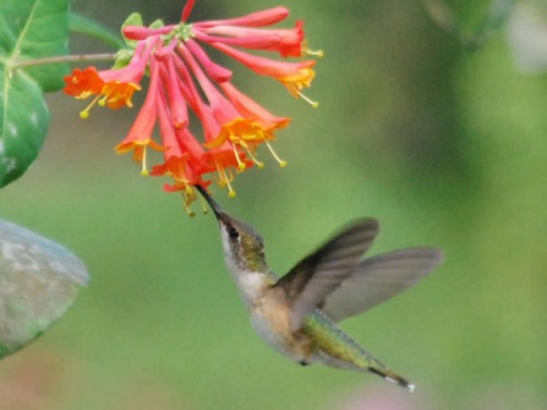 Image of hummingbird nectaring on Trumpet Honeysuckle