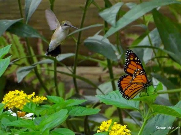 Photo of hummingbird and monarch butterfly