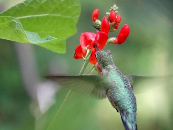 Photo of hummingbird nectaring at fall blooms
