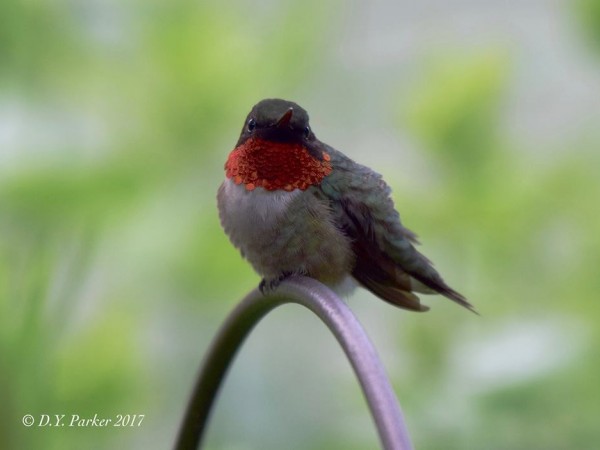 Photo of Ruby-throat gorget showing brightlyhtly