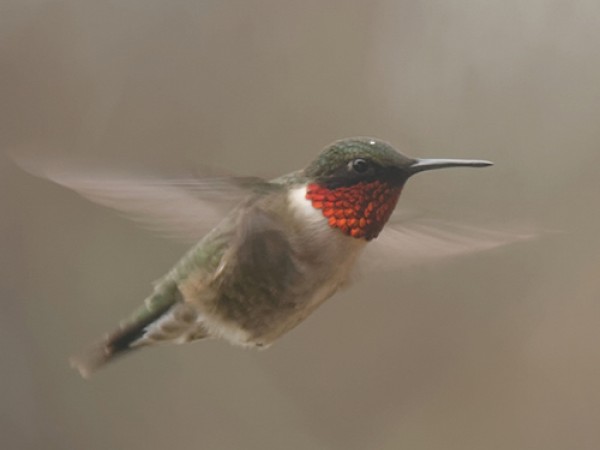Photo of a male Ruby-throat in flight