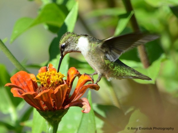 Hummingbird stepping on a flower.