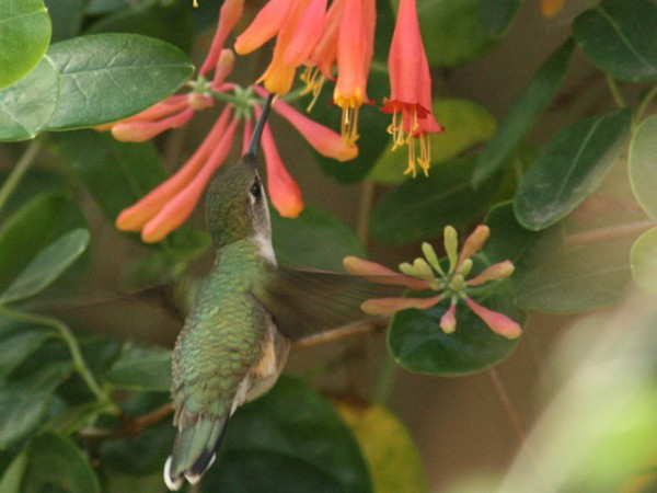 Hummingbird nectaring on fall blooms by Joan Garvey