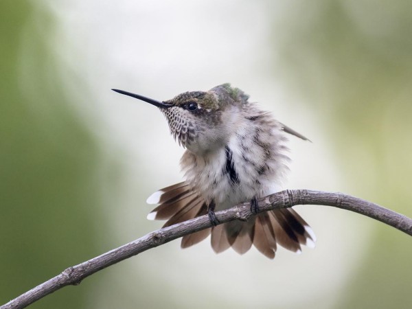 Image of Hummingbird Preening by Bud Hensley