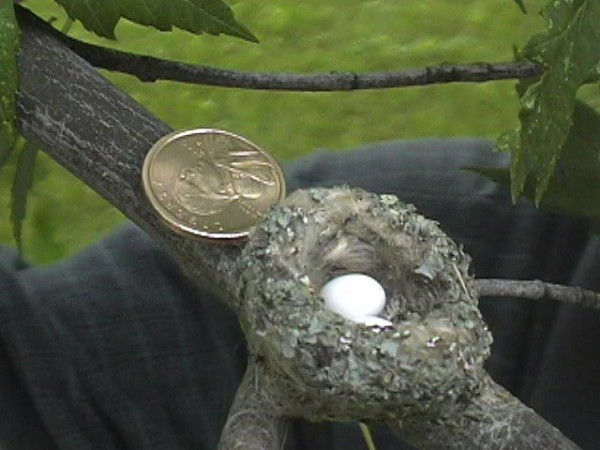 Image of hummingbird in nest by Dorothy Edgington