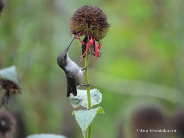 Ruby throated hummingbird on a beebalm